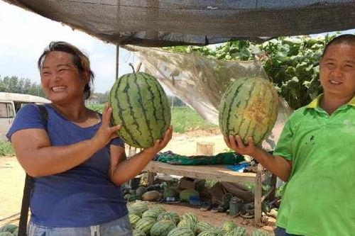 河北世纪港湾吃瓜,瓜田里的夏日盛宴，吃瓜群众的欢乐聚集地