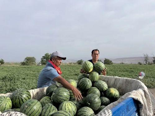 吃瓜草坪,揭秘夏日消暑新去处