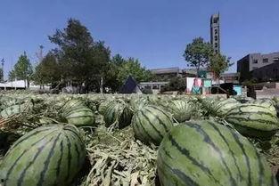 吃瓜草坪,揭秘夏日消暑新去处