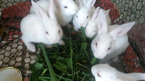 小白兔视频吃哈密瓜图片,小白兔欢乐享用甜蜜哈密瓜