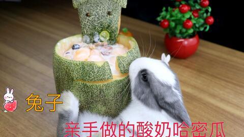 小白兔视频吃哈密瓜图片,小白兔欢乐享用甜蜜哈密瓜