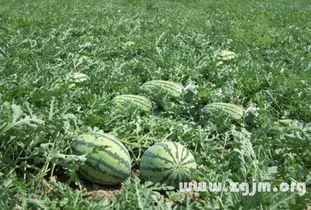 梦到别人瓜地摘瓜吃,瓜地摘瓜，共享丰收喜悦