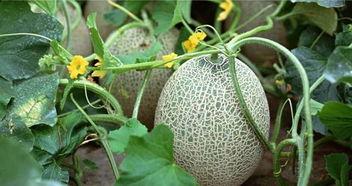 新疆脆瓜怎么吃,解锁美味新体验