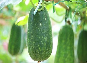 吃瓜不能光吃,如何品味“吃瓜”的乐趣与智慧