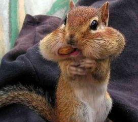 松鼠吃不吃哈密瓜,吃与不吃的抉择