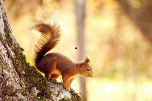 松鼠吃不吃哈密瓜,吃与不吃的抉择