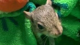 松鼠吃不吃哈密瓜,吃与不吃的抉择