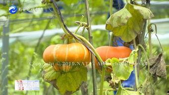 佛手菇瓜怎么吃,探索美味与健康的完美融合