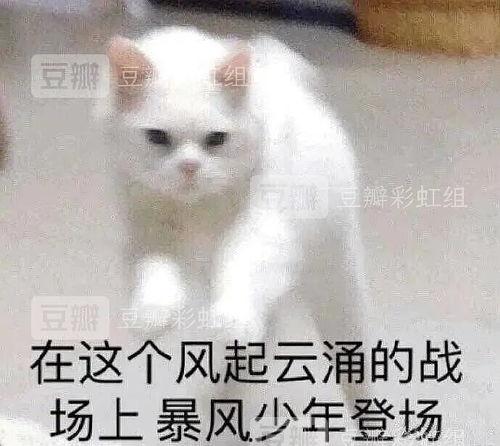 胖猫理智吃瓜,揭秘娱乐圈幕后真相