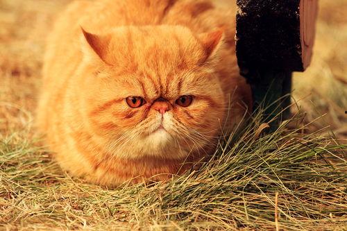 胖猫理智吃瓜,揭秘娱乐圈幕后真相