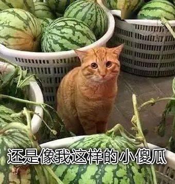 新冠病毒吃瓜,一场全球“吃瓜”大事件的反思与启示