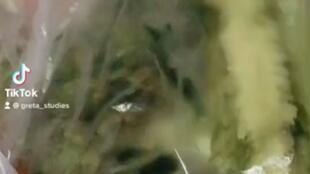 新冠病毒吃瓜,一场全球“吃瓜”大事件的反思与启示