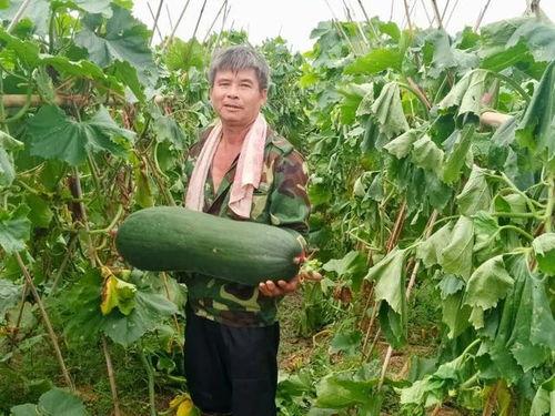 劲爆全网的吃瓜