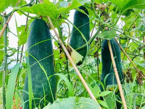 劲爆全网的吃瓜