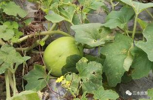 吃雪梨瓜的害处,你了解多少？