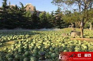吃瓜美国大学,吃瓜群众中的独特风景