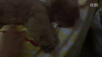 表姐吃瓜视频,揭秘娱乐圈幕后故事