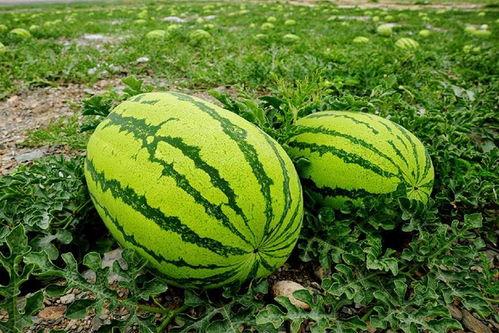 吃瓜刘奕婷,揭秘娱乐圈背后的故事