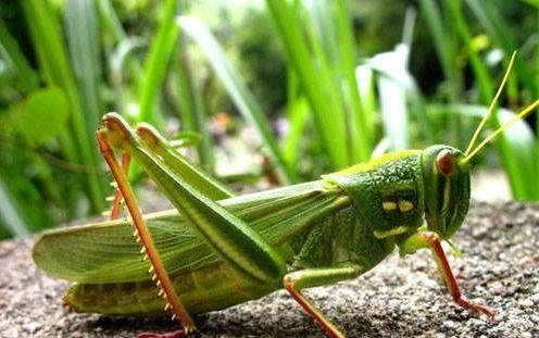 吃瓜的蝈蝈,揭秘娱乐圈的幕后故事