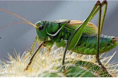 吃瓜的蝈蝈,揭秘娱乐圈的幕后故事