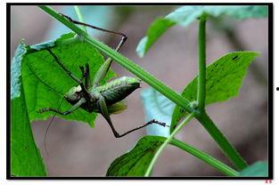 吃瓜的蝈蝈,揭秘娱乐圈的幕后故事