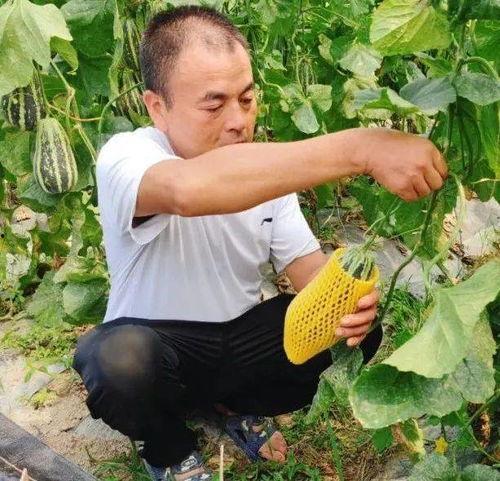 吃瓜届冠军,揭秘“吃瓜冠军”的瓜界传奇