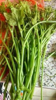 平常吃的瓜尖是什么瓜