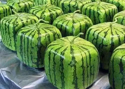 多种吃瓜的视频