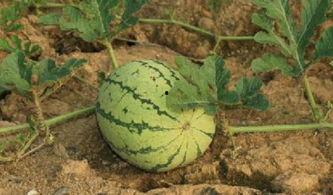 晚上路边吃瓜,揭秘路边吃瓜的独特魅力