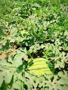 大谢集吃瓜,一场吃瓜盛宴，揭秘娱乐圈幕后风云