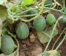 农村吃瓜歌曲,一曲乡野风情，唱响夏日欢乐