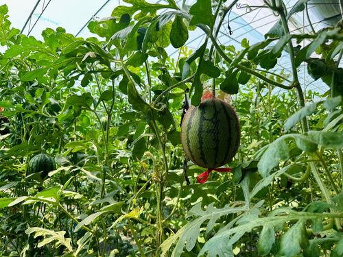 吃瓜站是什么,网络舆论的风向标与娱乐热点追踪