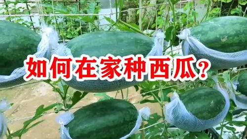 吃瓜的自己霍州,揭秘吃瓜群众的霍州之旅