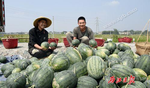 广财华商吃瓜,揭秘校园吃瓜背后的故事