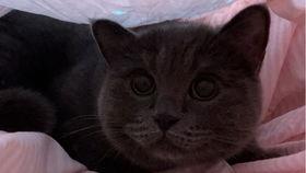 小猫吃瓜的原理,揭秘猫咪的独特饮食习惯与趣味瞬间