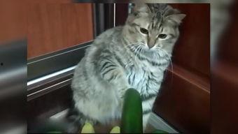 小猫吃瓜的原理,揭秘猫咪的独特饮食习惯与趣味瞬间