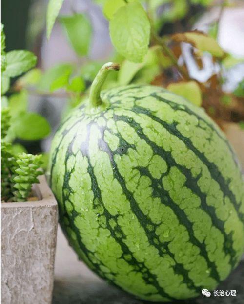 吃瓜新时代,揭秘网络舆论场中的“瓜农”与“瓜果”