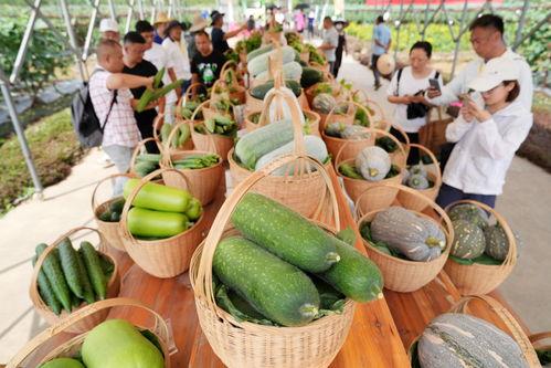 吃瓜新时代,揭秘网络舆论场中的“瓜农”与“瓜果”