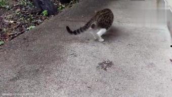 小野猫吃瓜,揭秘娱乐圈背后的秘密