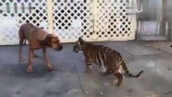 小野猫吃瓜,揭秘娱乐圈背后的秘密