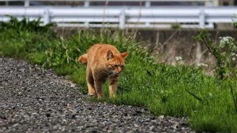 小野猫吃瓜,揭秘娱乐圈背后的秘密