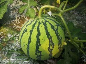 千鹤吃瓜,揭秘娱乐圈的甜蜜与苦涩