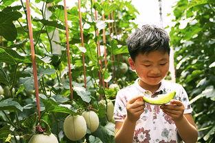 甜欣三千金吃瓜,揭秘娱乐圈的甜蜜瓜田