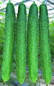 甜欣三千金吃瓜,揭秘娱乐圈的甜蜜瓜田