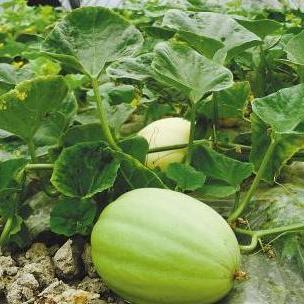 甜欣三千金吃瓜,揭秘娱乐圈的甜蜜瓜田