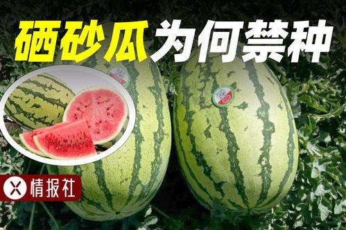 吃瓜情报社,吃瓜情报社带你探秘明星幕后故事