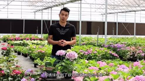 王大爷种花吃瓜,种花吃瓜乐无边