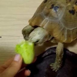 小玉吃瓜,揭秘娱乐圈那些不为人知的幕后故事