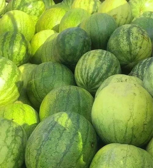 籽瓜咋吃,探索美味籽瓜的多样吃法