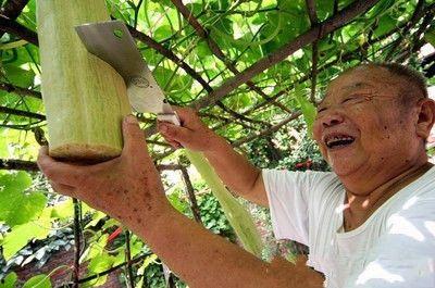 砍瓜怎么吃为好,探索美味新境界